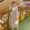 Đầm bầu cho mẹ bầu hè 2019 thời trang mới Đầm cổ chữ V Đầm họa tiết hoa ôm eo cho bà bầu - Áo thai sản