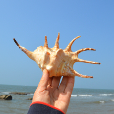 Морская раковина 贝壳海螺天然超大七角螺鱼缸水族造景礼物拍摄道具收藏创意摆件