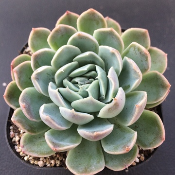 韩国进口 多肉植物 星影 桑切斯 大颗