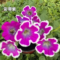 Полоса Purple 100#Xiaomiao