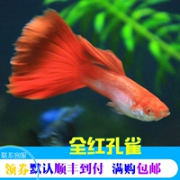 Постер, 2-3см