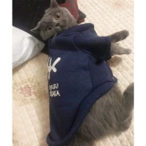 Короткий кошачий кошка кошка кошка одета в голубой кот белый черный английский короткий кошачий хлопковой свитер плюшевая собака осень и зимнее платье
