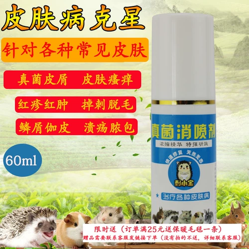 Мини -еж вешает домов