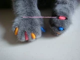 Кошачья набор для ногтей против подчеркивающего питомца для ногтей -рукава для ногтей Бесплатная доставка