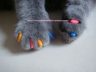 Cat's Nail Set Anti -ScriEve Cat Nail Sleeve Free Shipping