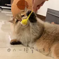 [5个小老鼠~ 单拍不发]