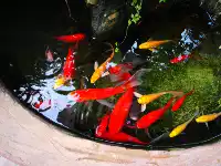 Чунцинг БЕСПЛАТНАЯ ПРОФЕССИОНАЛЬНАЯ ЧОНГКИНА Ючи в роли