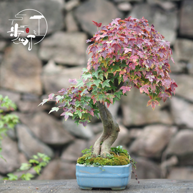 三角枫盆景价格 三角枫盆景图片 星期三