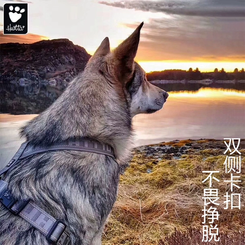 Hurtta Rittering/Casual Y -типа для собачьего сундука работники нелегко вырваться на свободу