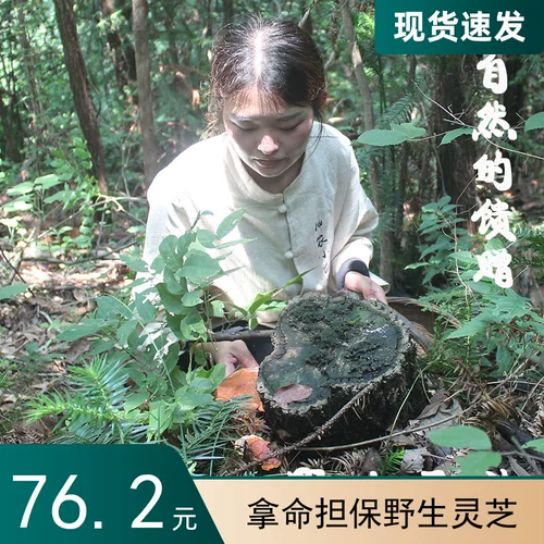 Shennongjia Special Wild Ganoderma Lucidum Весь естественный чилинчжи, не являющийся пороховым фермером