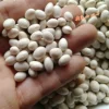 Товары от 山妹子美食店  香茅草酸木瓜腌菜松子酸汤