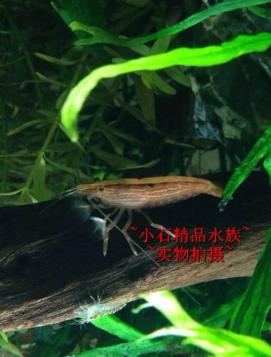 Сяоши Водолея Креветки Наблюдая за креветками против водорослей африканские теннисные треневые