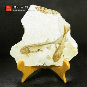 Западный лиаонинг Liaoning Wolf Ward Ward ископаемы