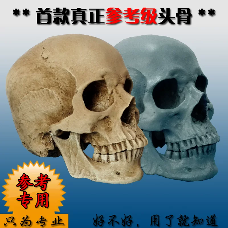 Physiological human head, skeleton, art skull model, anatomy