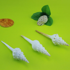 Морская раковина Длительного естественного Конч оболочек