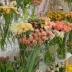 Xô hoa xô hoa xô tròn mờ nhập khẩu nhựa chống rơi và chịu áp lực xô hoa trong suốt xô hoa cung cấp cửa hàng hoa xô cắm hoa