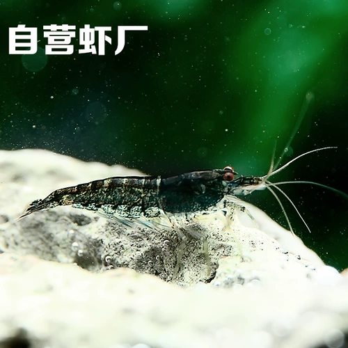 Наблюдение за креветками шоколадный рис -креветки черные король Kong Kong Rice Shrimp Pet Living Crimp