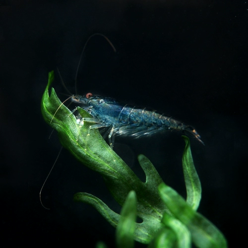 Наблюдение за креветками шоколадный рис -креветки черные король Kong Kong Rice Shrimp Pet Living Crimp