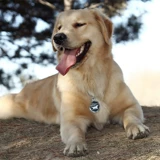 Большая собака -Металлическая тега собаки индивидуальная гравировка пользовательская домашняя идентификационная карта ПЭТ