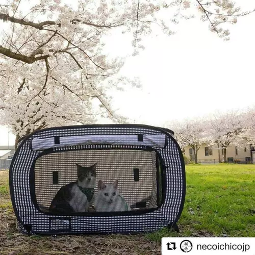 Японская импортная палатка для выхода на улицу, портативный домик, кот