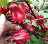 Гуанси фермеры Luo Shen Flowers Seeds Estate Fruit Fruit Original Symphony Легко сажать 60 граммов из около 1600 кусочков бесплатной доставки.