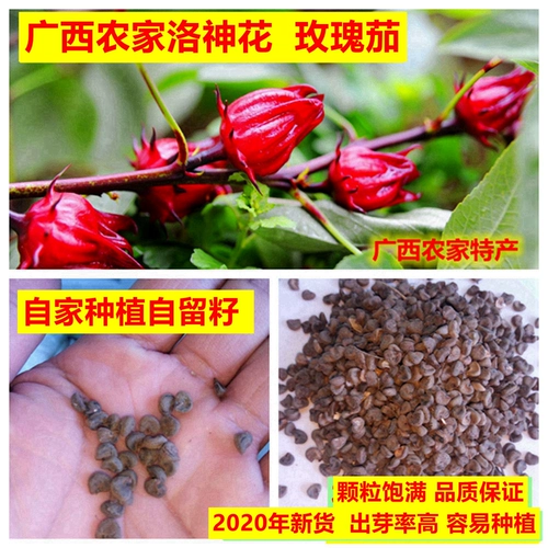 Гуанси фермеры Luo Shen Flowers Seeds Estate Fruit Fruit Original Symphony Легко сажать 60 граммов из около 1600 кусочков бесплатной доставки.