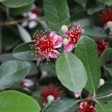 Садовая вишня Хайди Цитрусовые гранат гранат гранат мандарин кумкват дерево и абрикосовое дерево плодные дерево