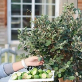 Садовая вишня Хайди Цитрусовые гранат гранат гранат мандарин кумкват дерево и абрикосовое дерево плодные дерево