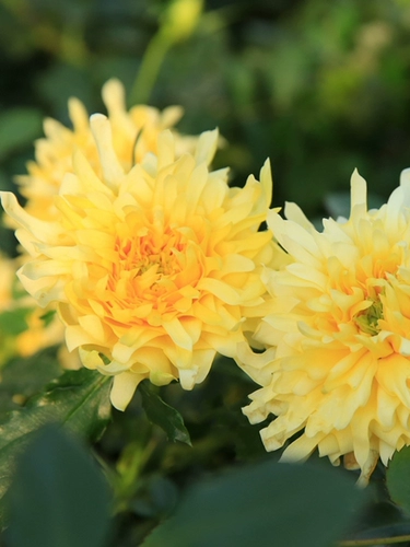 Садовые пожарные садовые волны Хайди вертикальные розовые цветы странное многосезонное цветение, устойчивые к болезням рассаду