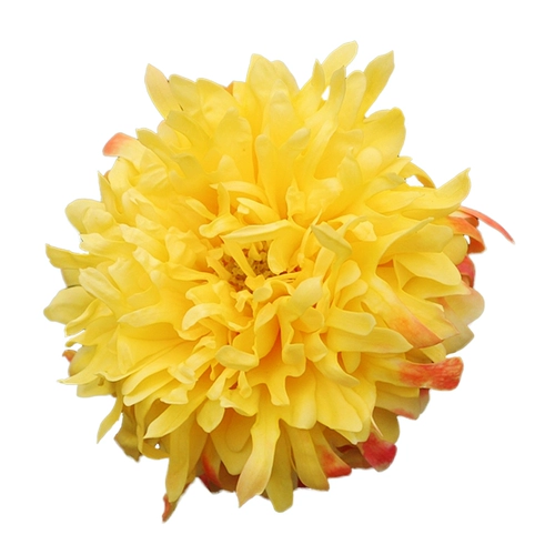 Садовые пожарные садовые волны Хайди вертикальные розовые цветы странное многосезонное цветение, устойчивые к болезням рассаду