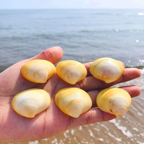 Яичная кровать натуральная раковина для маленькой раковины макет настенные наклейки