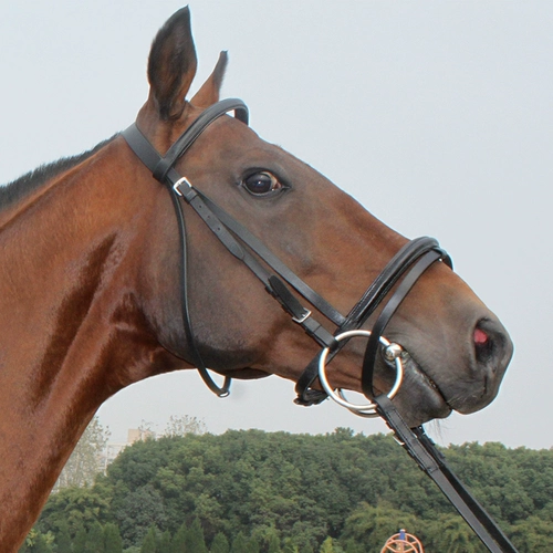 Перекрестные хворы жевание (нержавеющая сталь o -тип коня Читул железо (британский) во рту утюг и маленький лошадь универсальный рот