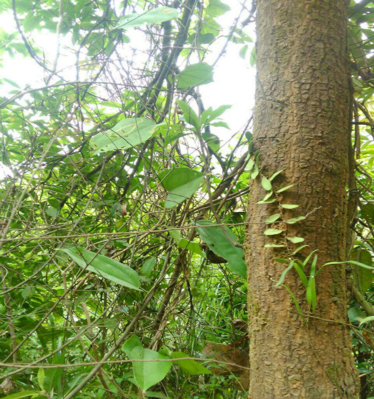 野生鸡骨草 广东相思子黄头草黄仔强大黄草猪腰草500g