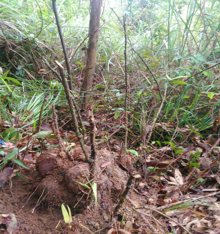 野生雞骨草 廣東相思子黃頭草黃仔強大黃草豬腰草500g