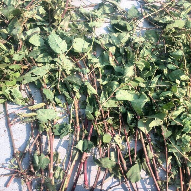 广西玉林市火炭母火炭藤清热解毒 利湿消滞 凉血止痒 明目退翳