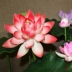 Mô phỏng hoa sen với cực Trang trí lá sen cho Phật hạ cánh Mô phỏng cây xanh giả hoa sen đạo cụ đạo hoa - Hoa nhân tạo / Cây / Trái cây