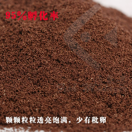 Можно вылучить яйца с креветками насыщенных годов, не снятые ультра -нажичные яичные рыбу павлина, хвостовая рыба Феникс, небольшая рыба, молодая корма открывающимися рыбами