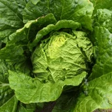 Shandong Huangxin осенние семена семян семян капусты четыре сезона