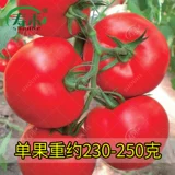 Каменные саженцы семян томатов Большие красные семена томатов большие саженцы с твердыми плодами, овощи, овощи, саженцы саженцы сажают саженцы