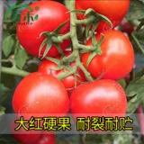 Каменные саженцы семян томатов Большие красные семена томатов большие саженцы с твердыми плодами, овощи, овощи, саженцы саженцы сажают саженцы