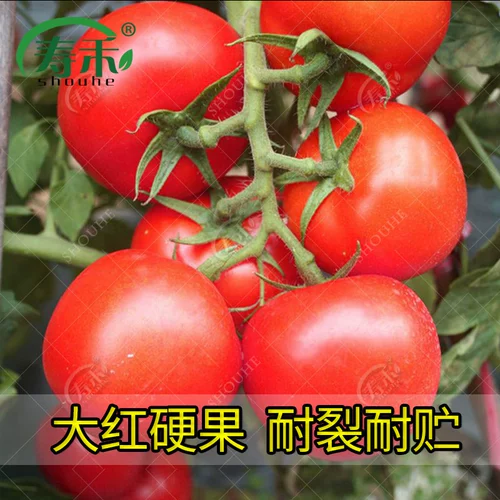 Каменные саженцы семян томатов Большие красные семена томатов большие саженцы с твердыми плодами, овощи, овощи, саженцы саженцы сажают саженцы