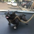 Sáng tạo xe trang trí luật bắt nạt chó dễ thương cung cấp xe trên xe trang trí phụ kiện trang trí xe ô to Ô tô nội thất Accesseries
