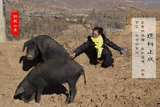 Специальность Юньнана Лицзян Лар свиные ребрышки Аутентичные фермерские свиньи прямой горшок горячий горшок с договором доски.