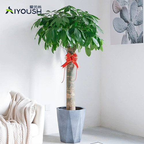 爱优尚 Фортуна для горшкового растения Большой растение гостиной Офис Офис Одинокий коврики Большой переезд и открытые зеленые растения