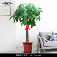 1,6-1,7 метра одиночный выстрел [Пластиковый бассейн]