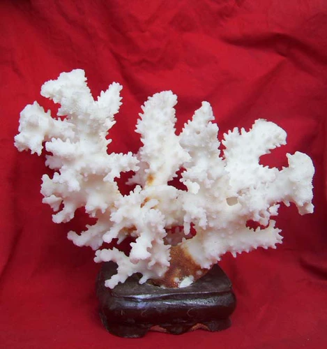 Белое коралловое дерево 8 ремесел Коллекция Подарки Джейд Наблюдая за каменным украшением камень камень Камень расчет Fortune Feng Shui Gem