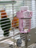 Специальная утечка для попугайных чайников -Проницаемые антибитовые напитки водонагреватель тихий анти -бит -коллизион