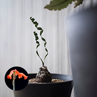 Корень вертикального мяча катящегося листья 2 см