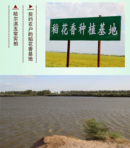 2020 Северо -восточный рис Qiuwa wuchang Rice Arragran