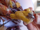 [Board Boys Lobster] Тринадцать ароматов Sciess Secret Formula Lobster